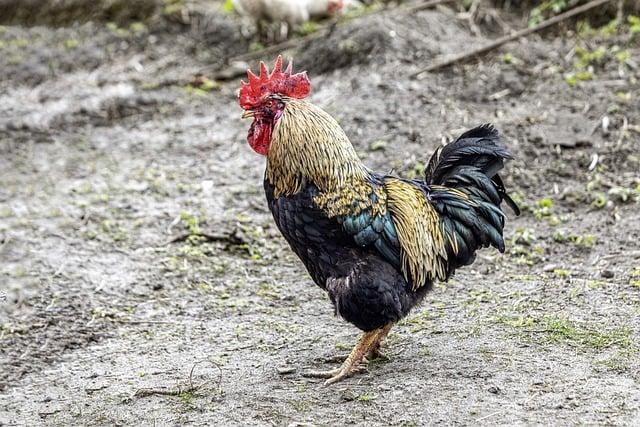 Symbolika chia semínek v kultuře a historii a proč byly považovány za posvátný potraviny ​u starých civilizace⁤ potraviny?