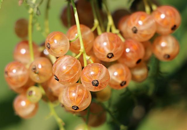 Jak Antioxidanty Přispívají K Omlazení Těla