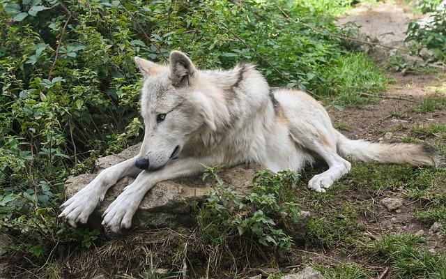 Jak prodloužit životnost běžeckého pásu díky správnému mazání